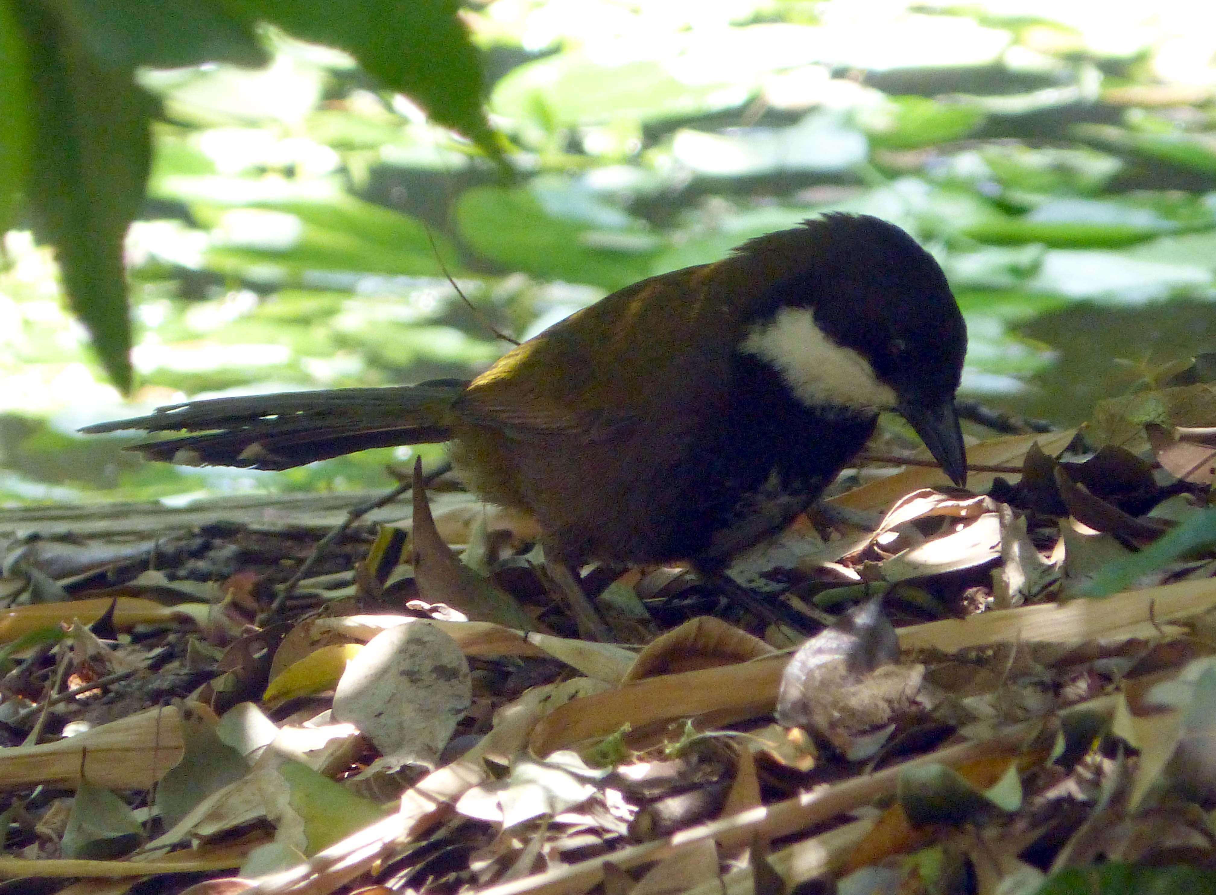 Image of Eastern Whipbird