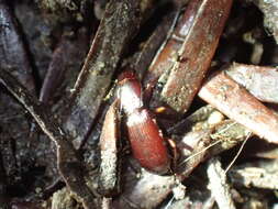 Image of Pterostichus (Leptoferonia) angustus (Dejean 1828)