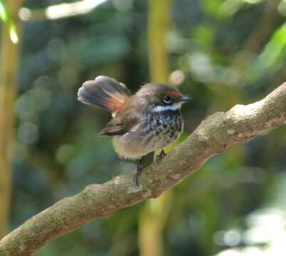 Image of Rufous Fantail