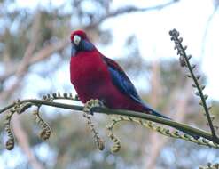 Image of Crimson Rosella