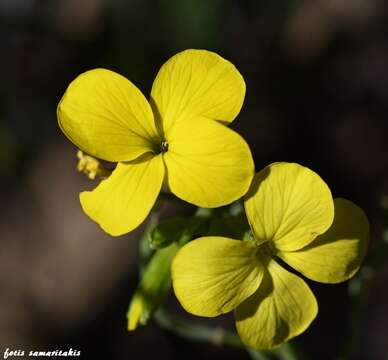 Image of Erysimum candicum Snogerup