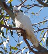 Image of Little Corella