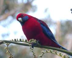 Image of Crimson Rosella