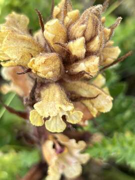 Imagem de Orobanche reticulata Wallr.