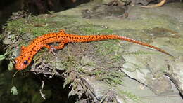 Image of Cave Salamander