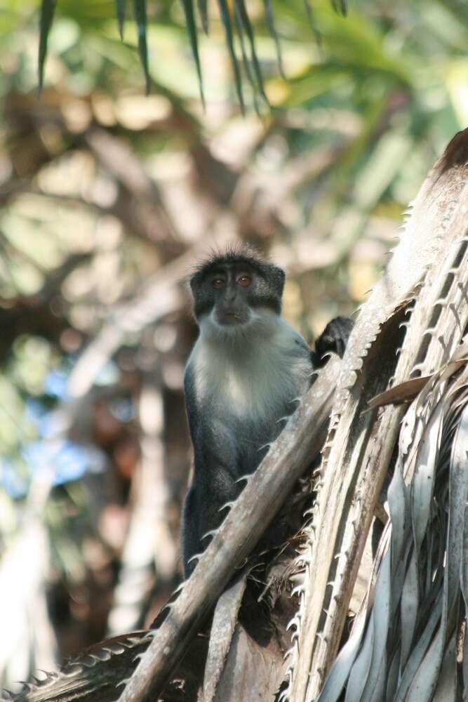 Слика од Cercopithecus mitis albotorquatus de Pousargues 1896