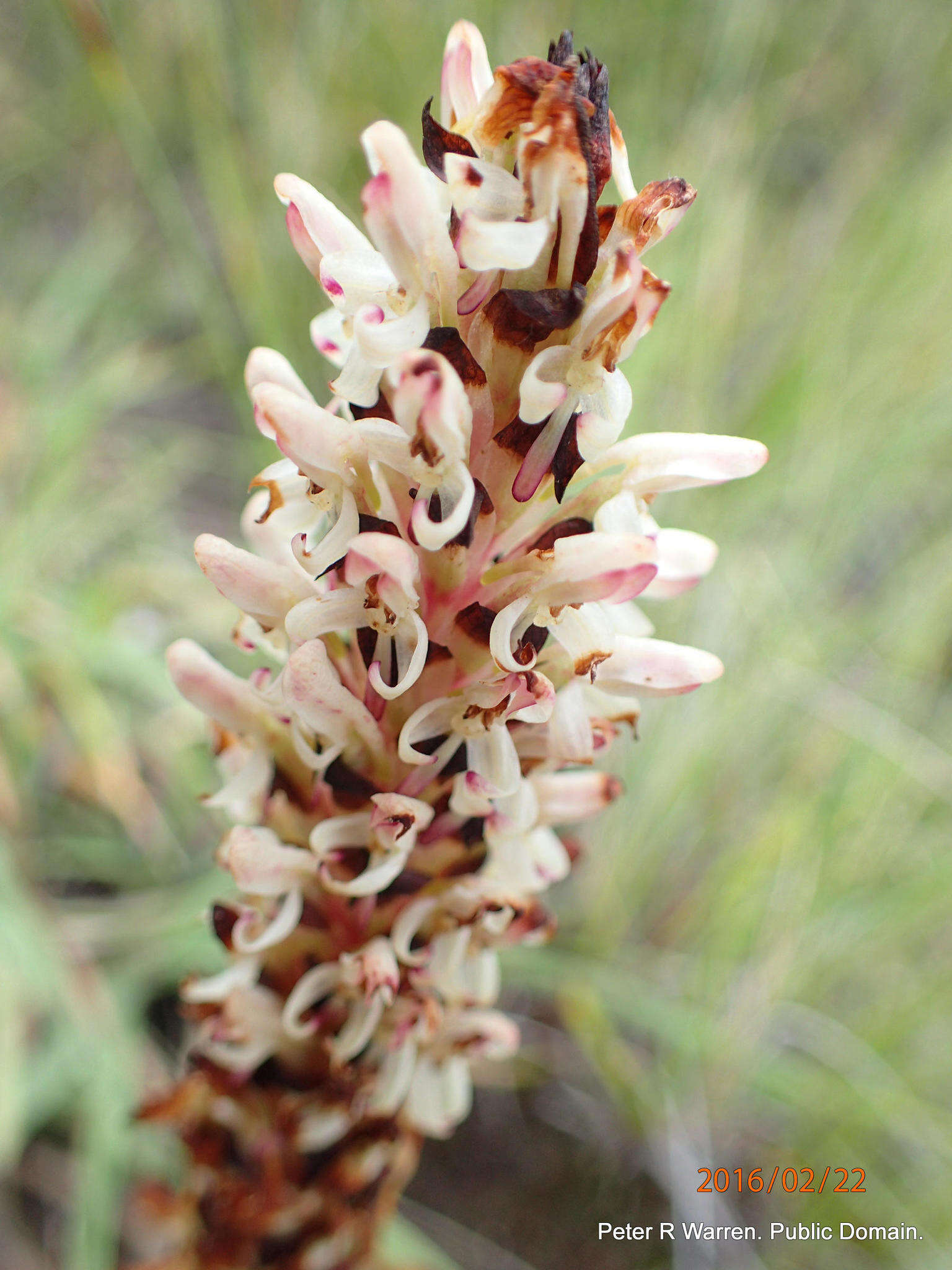 Image de Disa fragrans subsp. fragrans