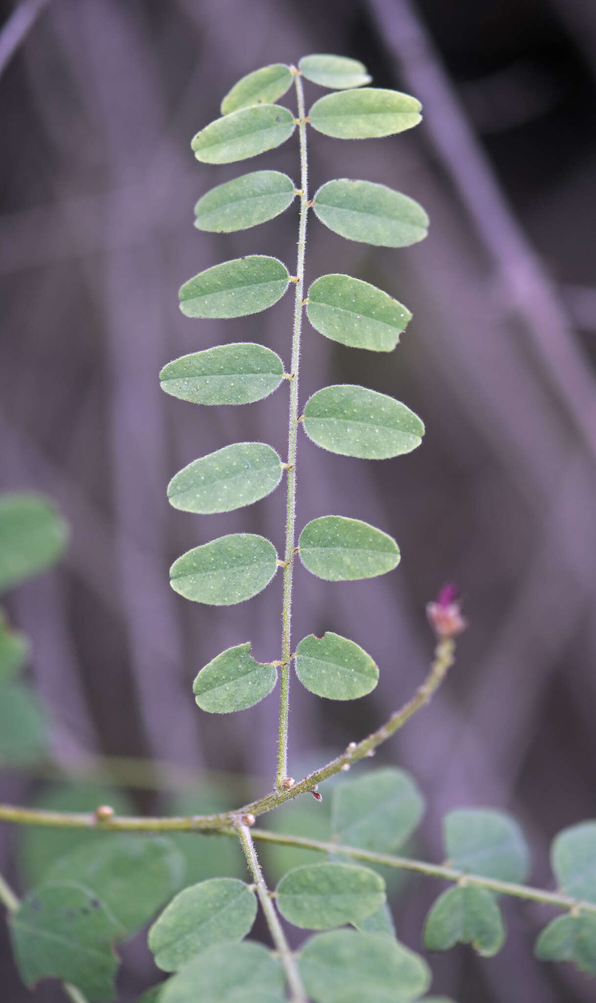 Amorpha californica var. californica的圖片