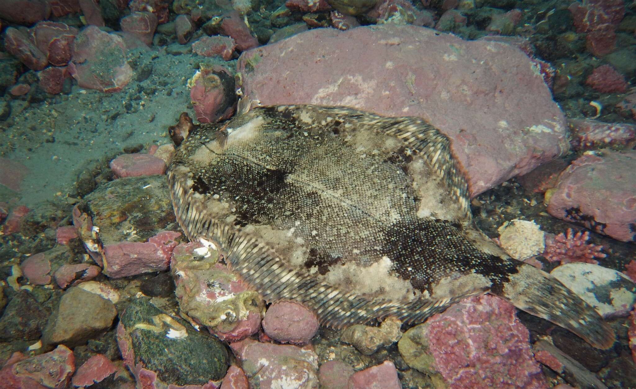 Image of Microstomus