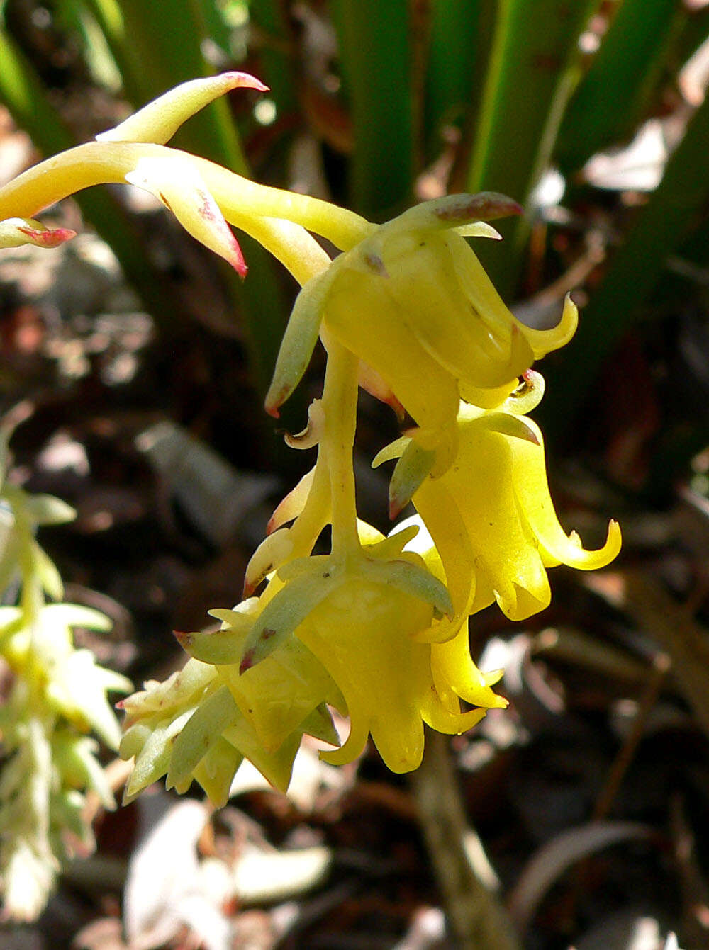 Image of Echeveria pulidonis Walther