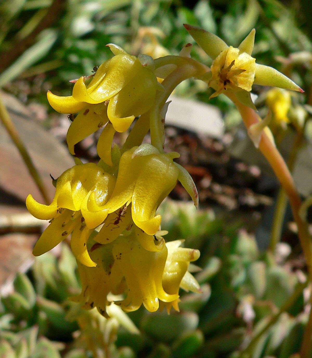 Image of Echeveria pulidonis Walther