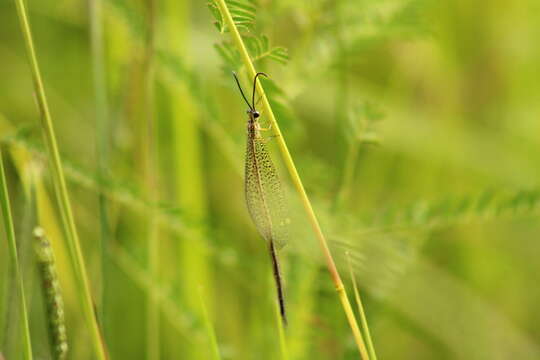 Image de Brachynemurus versutus (Walker 1853)