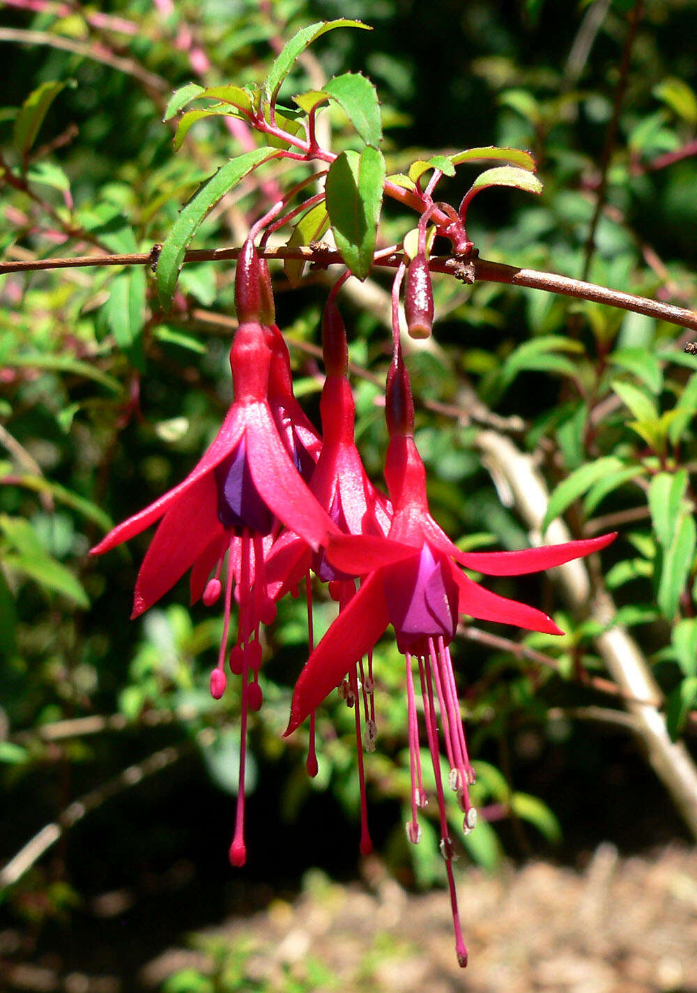 Image of Fuchsia