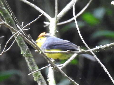 Image of Collared Whitestart