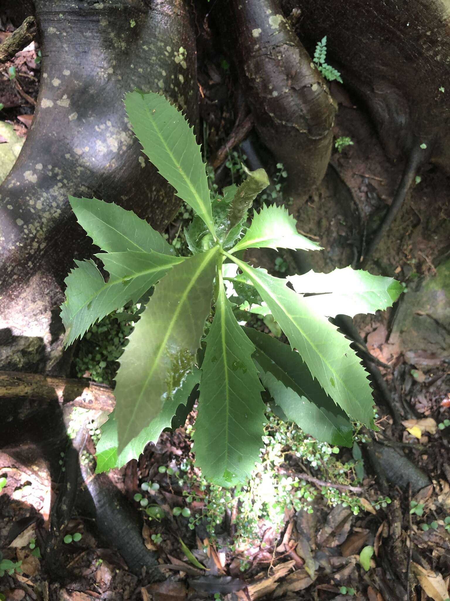 Image de Symplocos cochinchinensis var. stawellii (F. v. Muell.) Nooteboom