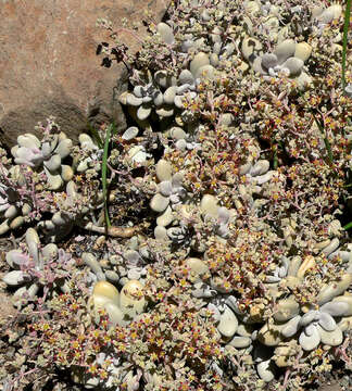 Image of Graptopetalum amethystinum (Rose) Walther