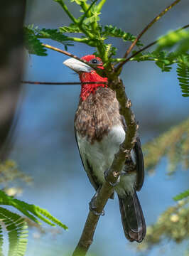 Image of Brown-breasted Barbet