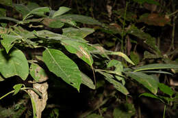 Image of Two-marked Anole