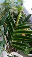 Image of Catkin Yew