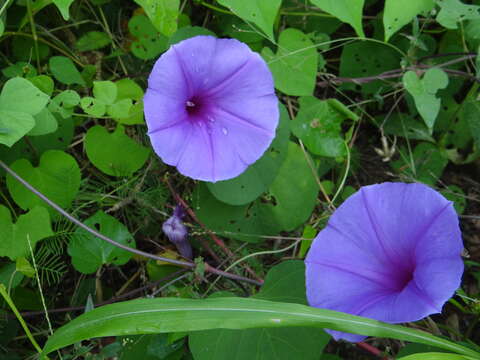 Image of Ipomoea pedicellaris Benth.