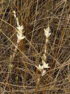 Imagem de Ornithogalum graminifolium Thunb.