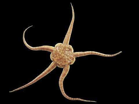 Image of serpent star