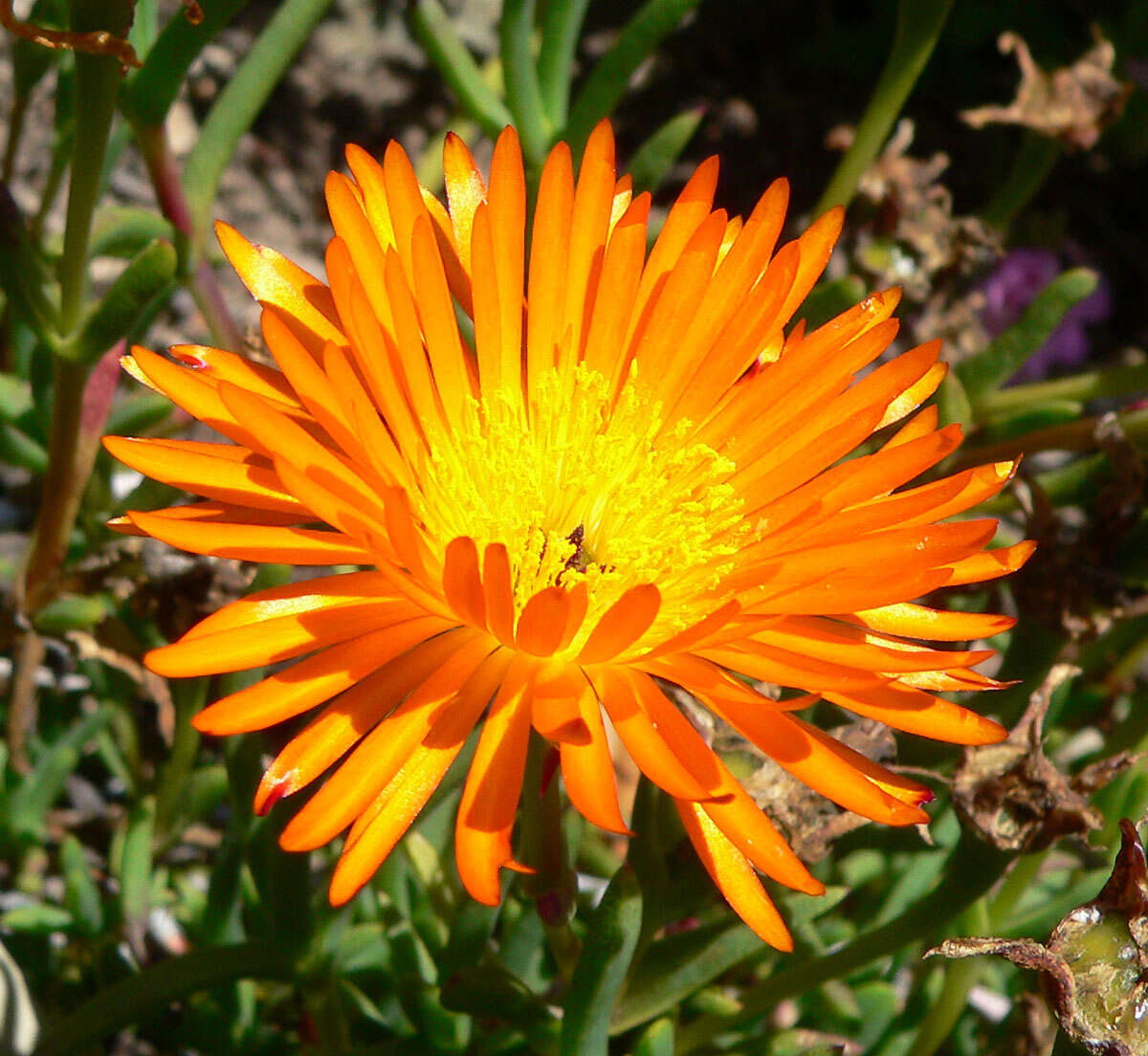 صورة Lampranthus