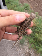 Image of Northern Spot-tailed Earless Lizard