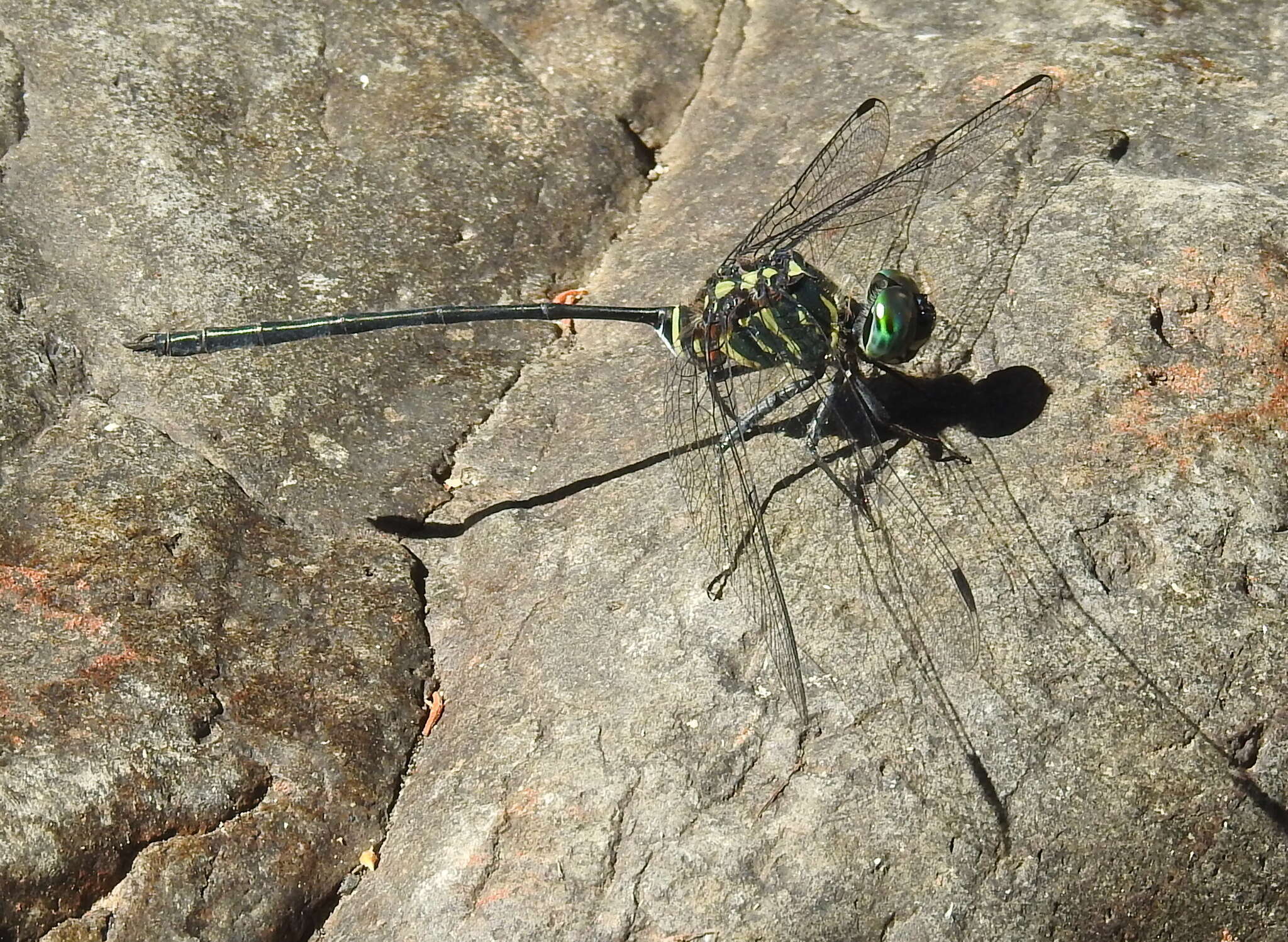 Image of Celebothemis delecollei Ris 1912