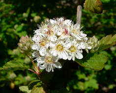 Plancia ëd Physocarpus monogynus (Torr.) Kuntze