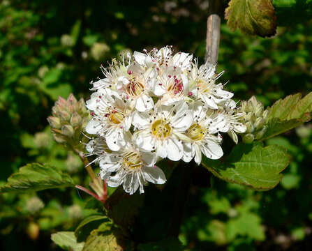 Image of mountain ninebark