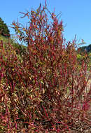 Image of tropical pokeweed