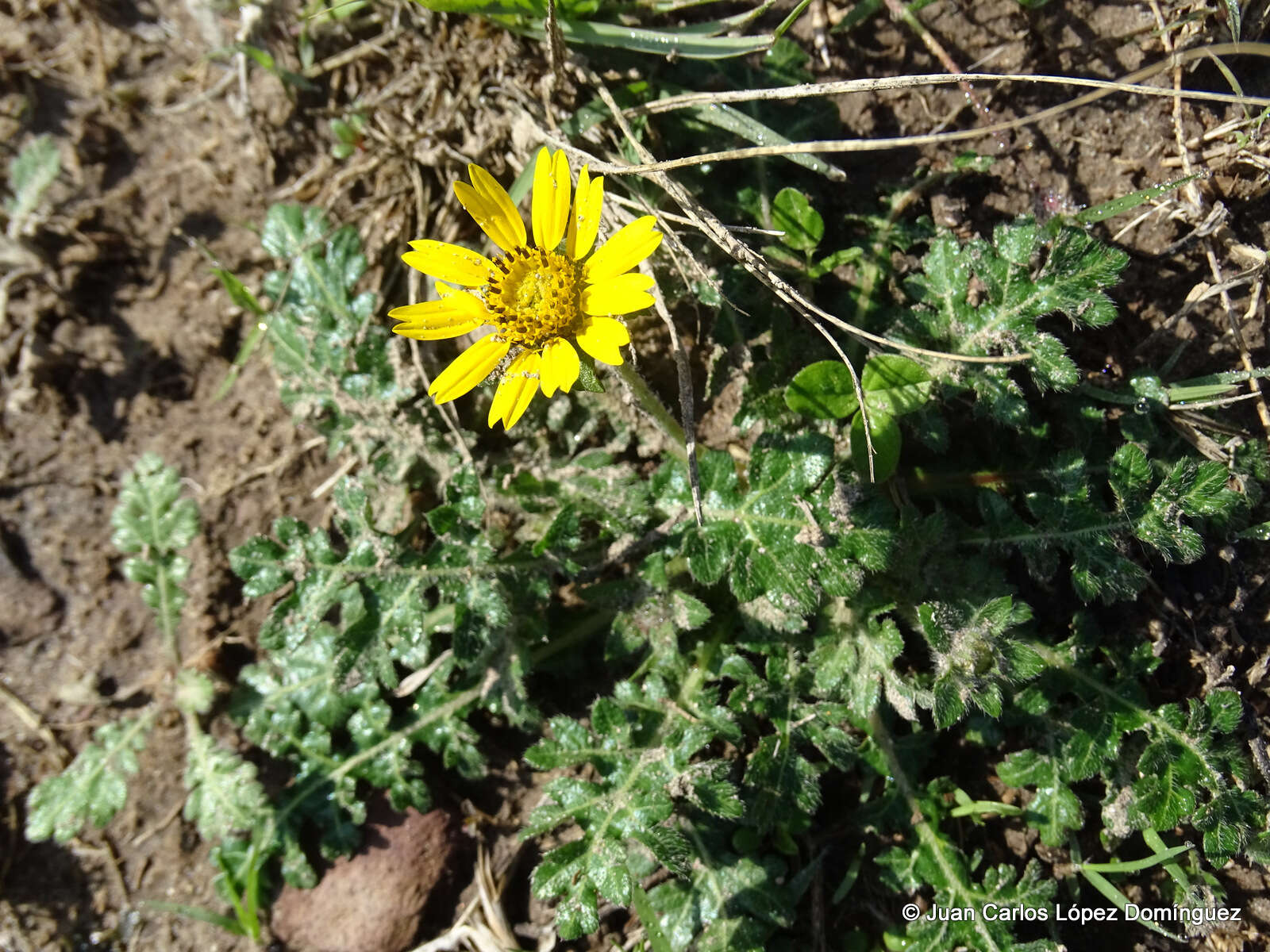 Sivun Dugesia mexicana (A. Gray) A. Gray kuva