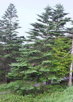 Image of Veitch Fir