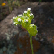 Plancia ëd Cryptantha pterocarya var. cycloptera (Greene) J. F. Macbr.