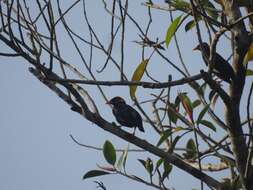 Image of Southern Hill Myna