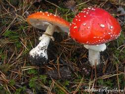 Image of Fly agaric