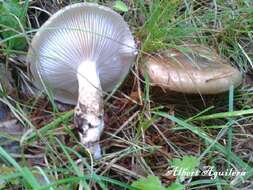 Слика од Hygrophorus latitabundus Britzelm. 1899