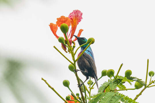 Image of Shelley's Sunbird