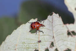 Image of Henicolabus octomaculatus Voss 1925