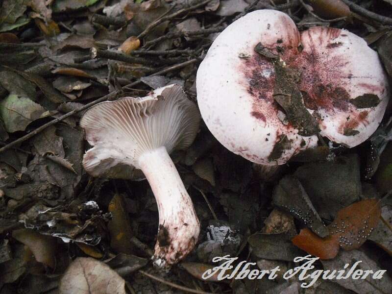 Image of Hygrophorus russula (Schaeff. ex Fr.) Kauffman 1918