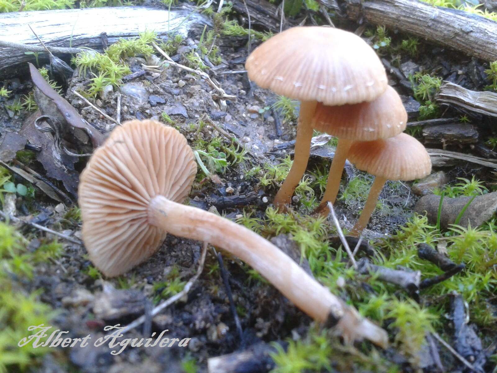 Image of Tubaria furfuracea (Pers.) Gillet 1876