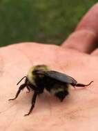 Imagem de Bombus flavidus Eversmann 1852