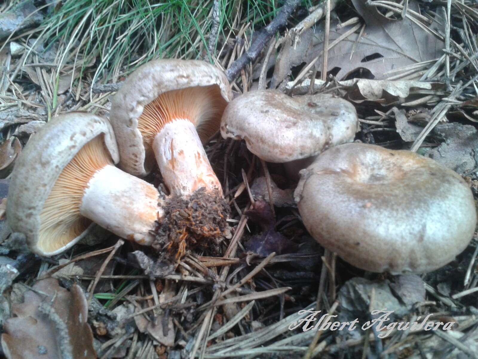 Image of Lactarius quieticolor Romagn. 1958