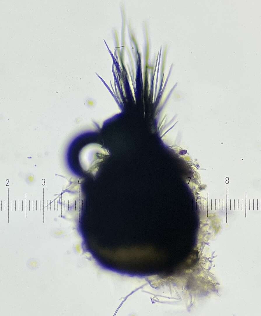 Image of Triangularia comata