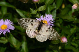 Plancia ëd Parnassius clodius Ménétriés 1855