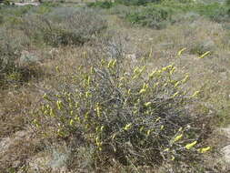 Image of Baconbush