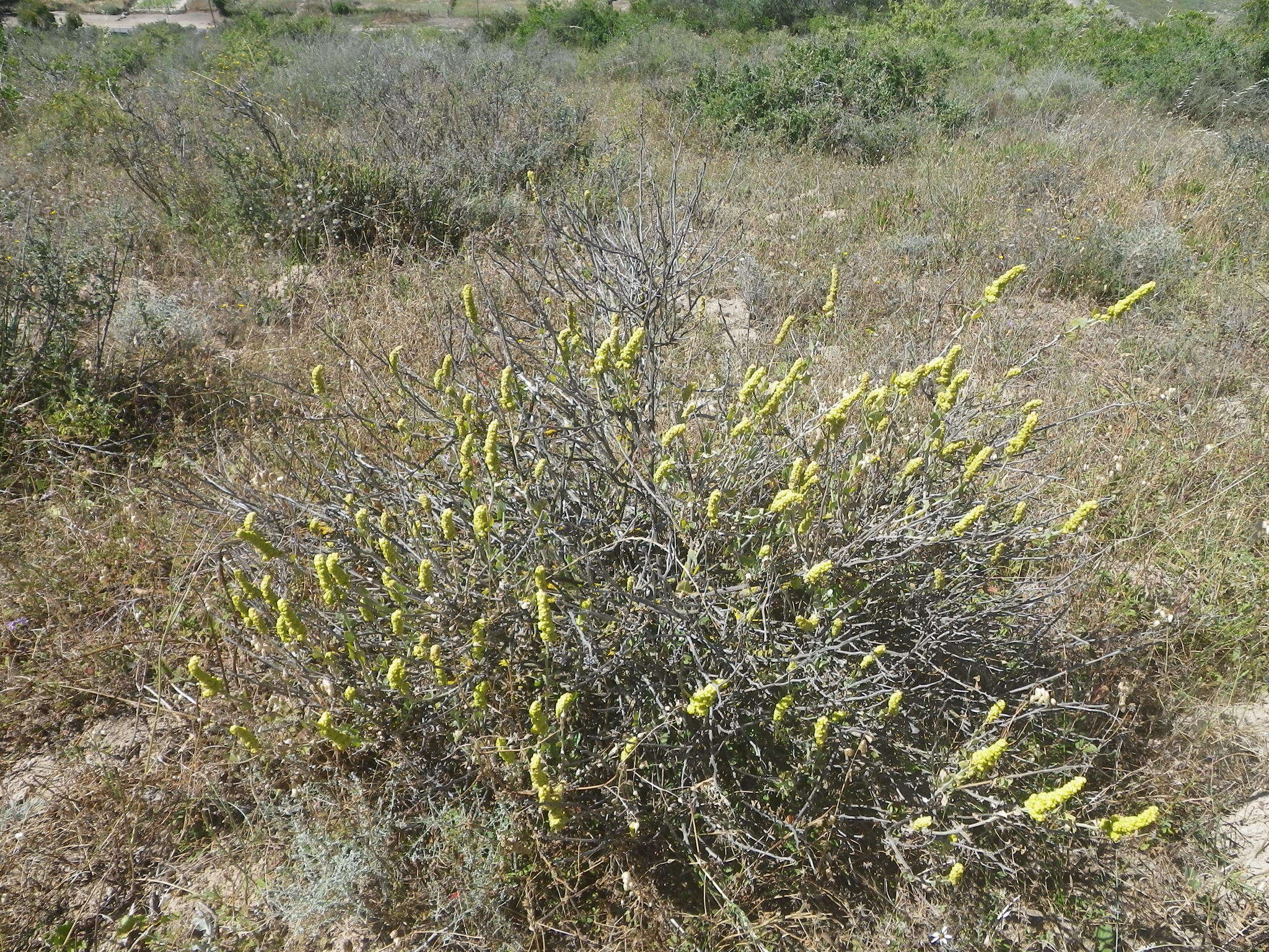 Image of Baconbush