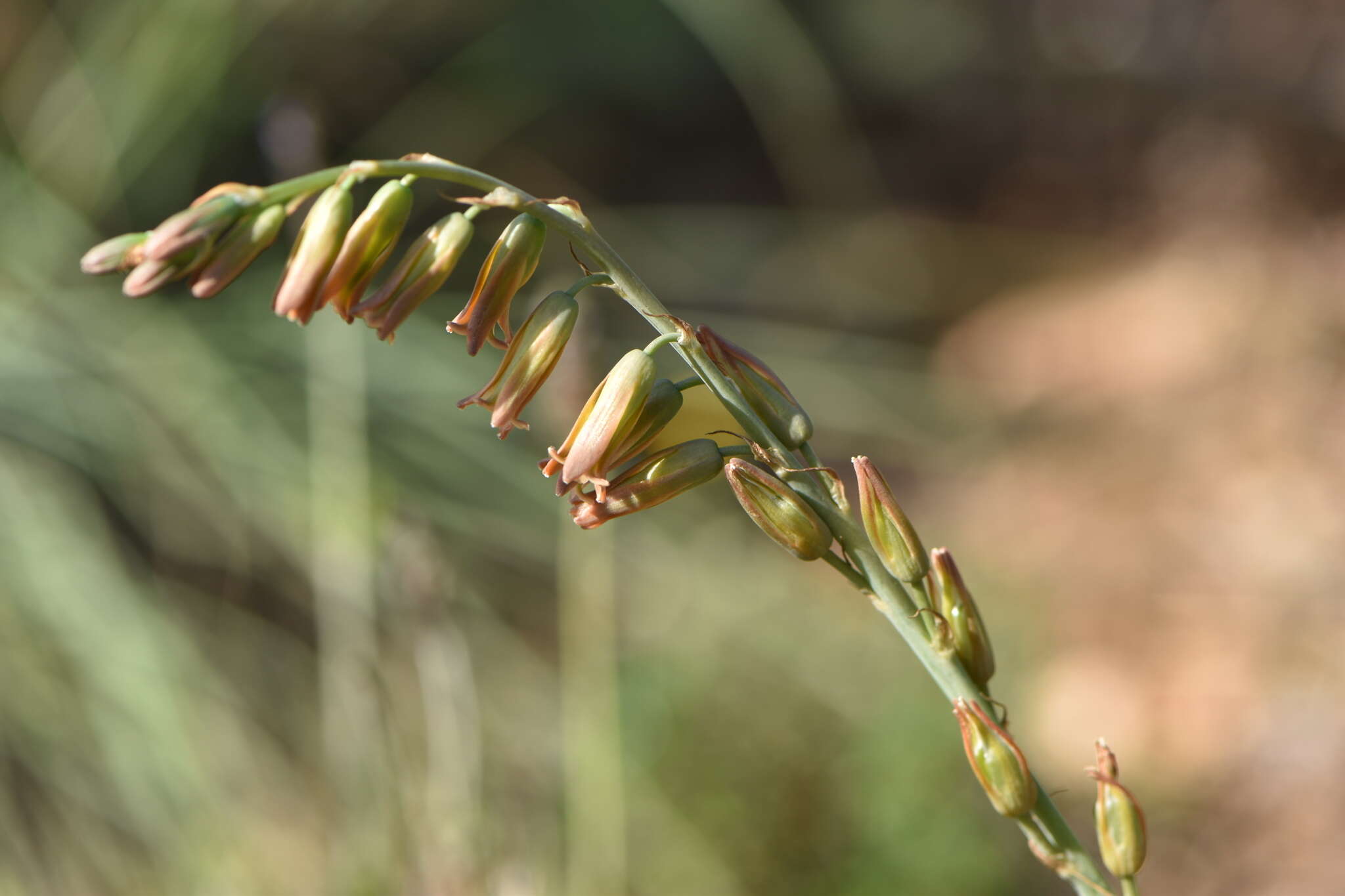 Plancia ëd Dipcadi serotinum (L.) Medik.