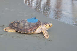 Image of Caretta